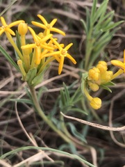 Lasiosiphon capitatus