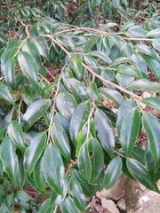 Camellia cuspidata
