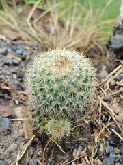 Mammillaria columbiana columbiana