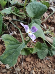 Viola hamiltoniana