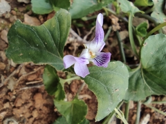 Viola hamiltoniana