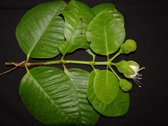 Sonneratia ovata