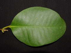 Sonneratia ovata