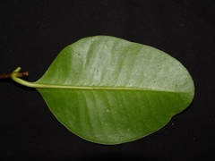 Sonneratia ovata