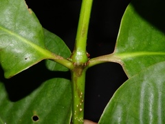Sonneratia ovata
