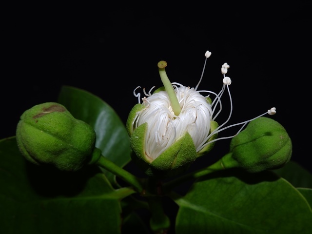 Sonneratia ovata