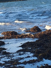 Calidris maritima
