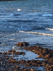 Calidris maritima
