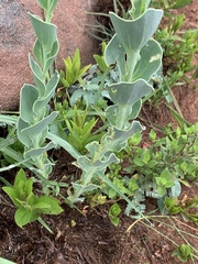 Lopholaena segmentata