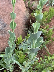 Lopholaena segmentata