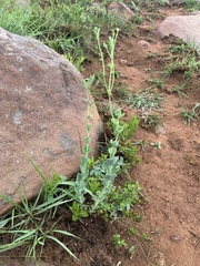 Lopholaena segmentata