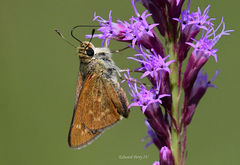 Hesperia meskei straton