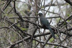 Phaenicophaeus viridirostris