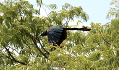 Phaenicophaeus viridirostris