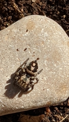 Habronattus fallax