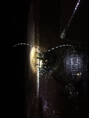 Anoplophora albopicta