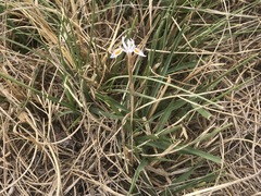 Moraea stricta