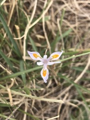 Moraea stricta