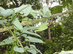 Aristolochia foveolata
