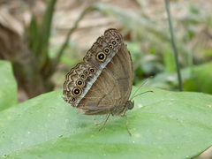 Mycalesis orseis