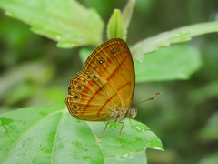 Mycalesis anapita