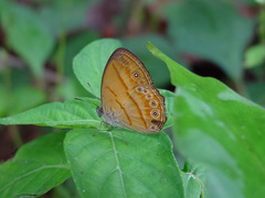 Mycalesis anapita
