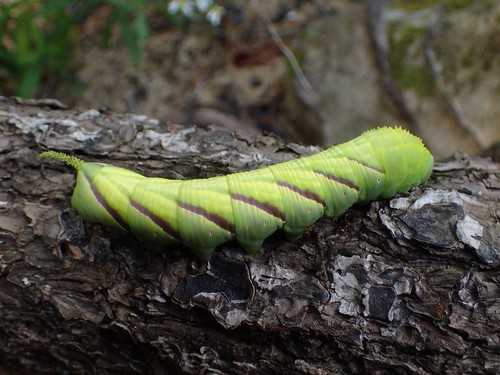 Rustic Sphinx