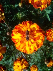 Eristalis pertinax