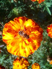 Eristalis pertinax