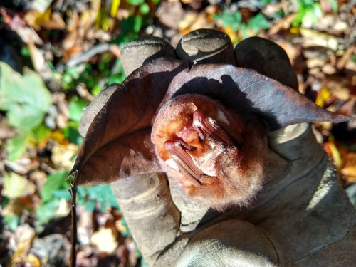 Eastern Red Bat photographed in Delaware