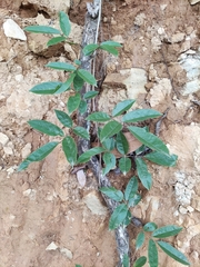 Callerya dielsiana