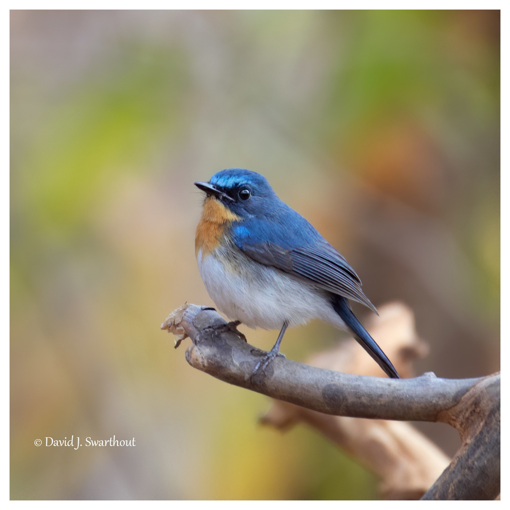 Indochinese Blue Flycatcher photo