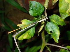Aciagrion pallidum