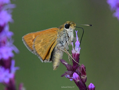 Hesperia meskei straton