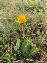 Berkheya subulata subulata