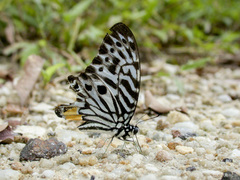 Graphium delessertii