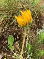 Berkheya subulata subulata