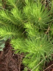 Berkheya subulata subulata