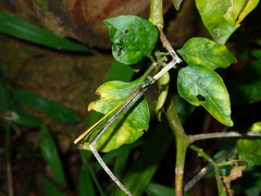 Aciagrion pallidum