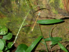 Aciagrion pallidum