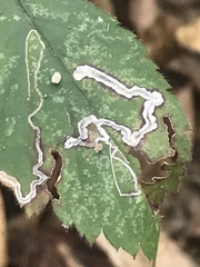 Stigmella villosella