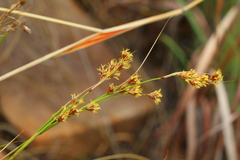 Coleochloa setifera setifera