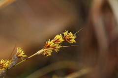 Coleochloa setifera setifera