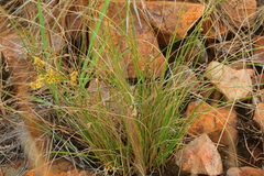 Coleochloa setifera setifera