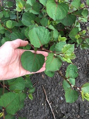 Reynoutria japonica