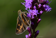 Hesperia meskei straton