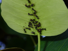 Dolichoderus thoracicus