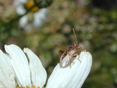 Stictopleurus punctiventris