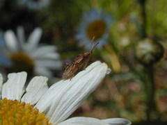 Stictopleurus punctiventris