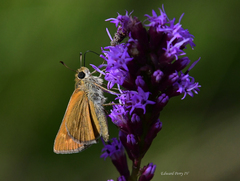 Hesperia meskei straton